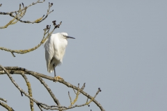 Little Egret in Tree