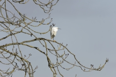 Little Egret in Tree
