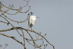 Little Egret in Tree
