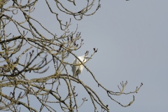 Little Egret in Tree