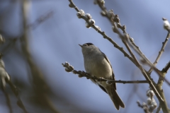 Blackcap in Tree