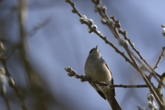 Blackcap in Tree