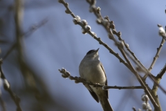 Blackcap in Tree