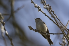 Blackcap in Tree