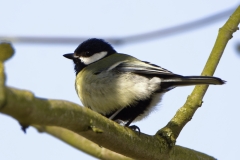 Great Tit in Tree
