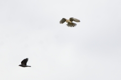 Female Kestrel in Flight with Crow