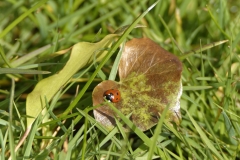 Ladybird on Leaf