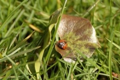 Ladybird opening shell on Leaf