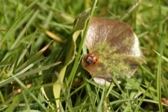 Ladybird opening shell on Leaf