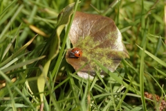 Ladybird opening shell on Leaf