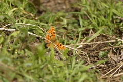 Easter Cooma Butterfly