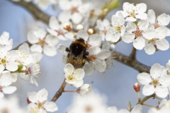 Bumblebee in Blossom