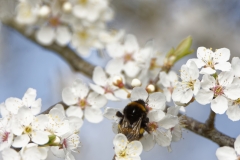 Bumblebee in Blossom