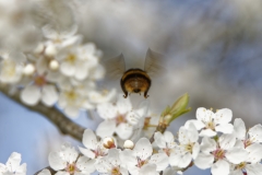 Bumblebee in Blossom