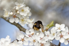 Bumblebee in Blossom