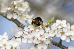 Bumblebee in Blossom