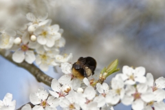 Bumblebee in Blossom