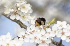 Bumblebee in Blossom