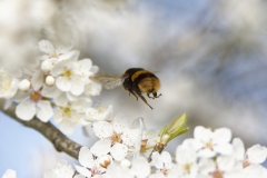 Bumblebee in Blossom