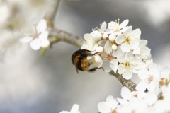 Bumblebee in Blossom