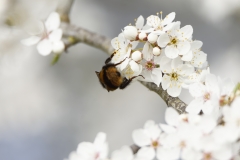 Bumblebee in Blossom