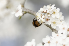 Bumblebee in Blossom