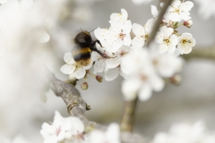 Bumblebee in Blossom