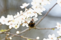 Bumblebee in Blossom