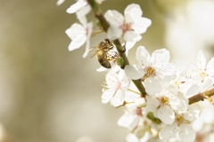 Honey Bee in Blossom