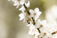 Honey Bee in Blossom