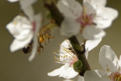 Honey Bee in Blossom