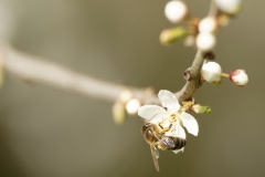 Honey Bee in Blossom