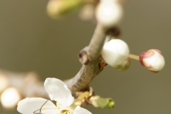 Honey Bee in Blossom