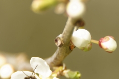 Honey Bee in Blossom