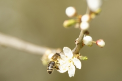 Honey Bee in Blossom