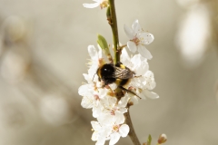 Honey Bee in Blossom