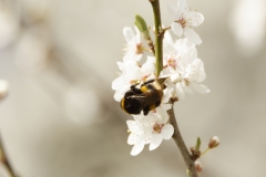 Bumblebee in Blossom