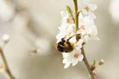 Bumblebee in Blossom