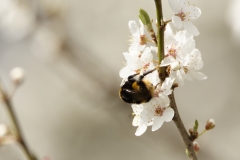 Bumblebee in Blossom