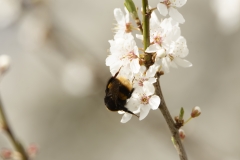 Bumblebee in Blossom