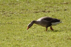 Greylag Goose