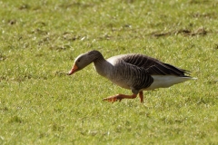 Greylag Goose