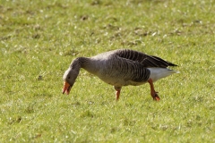 Greylag Goose