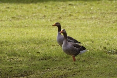 Greylag Geese