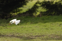 Little Egret in Flight