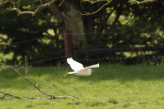 Little Egret in Flight