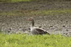 Greylag Goose