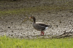 Greylag Goose