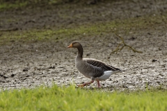 Greylag Goose