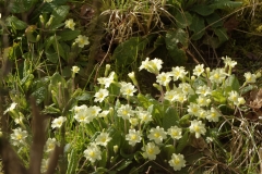 Wild flowers on river bank